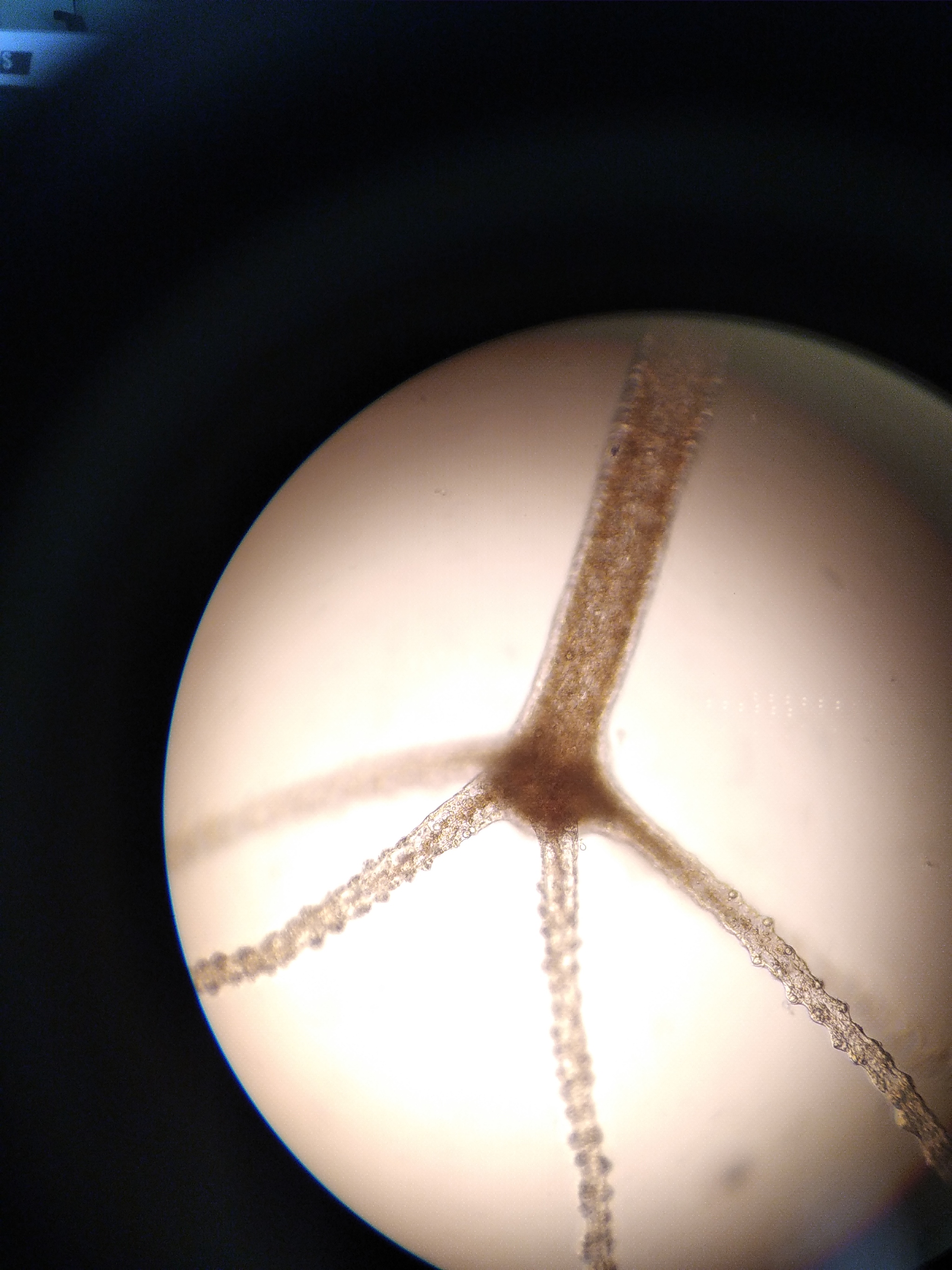 Зеркала на кракен kraken014 com