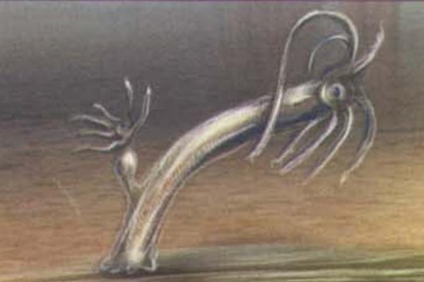 Kraken зеркало тор